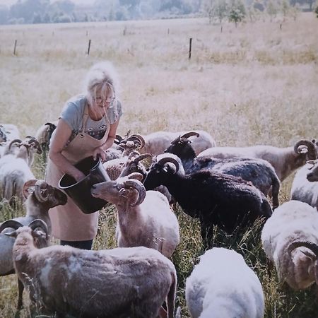 Pipowagen Elsebein Groningen Westerwolde Unieke Ligging Met Eigen Tuin En Vrij Uitzicht Over Veld Naar Natuurgebied Onstwedde Luaran gambar