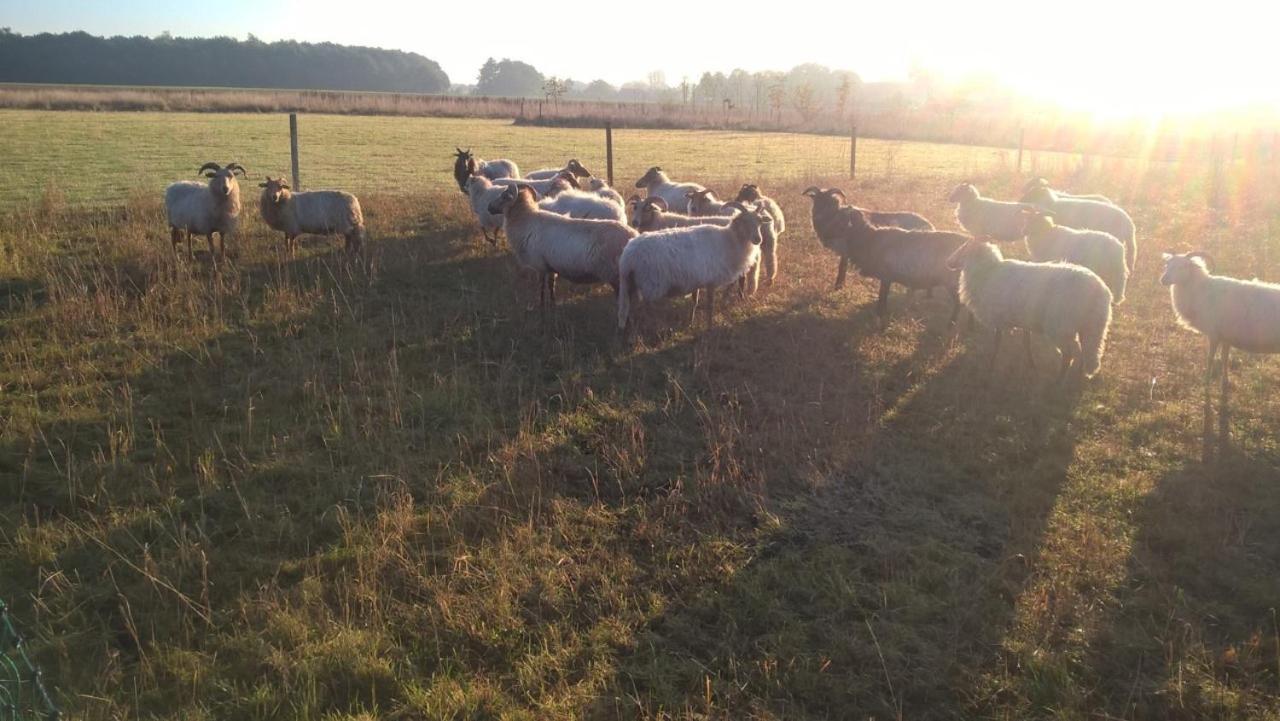 Pipowagen Elsebein Groningen Westerwolde Unieke Ligging Met Eigen Tuin En Vrij Uitzicht Over Veld Naar Natuurgebied Onstwedde Luaran gambar