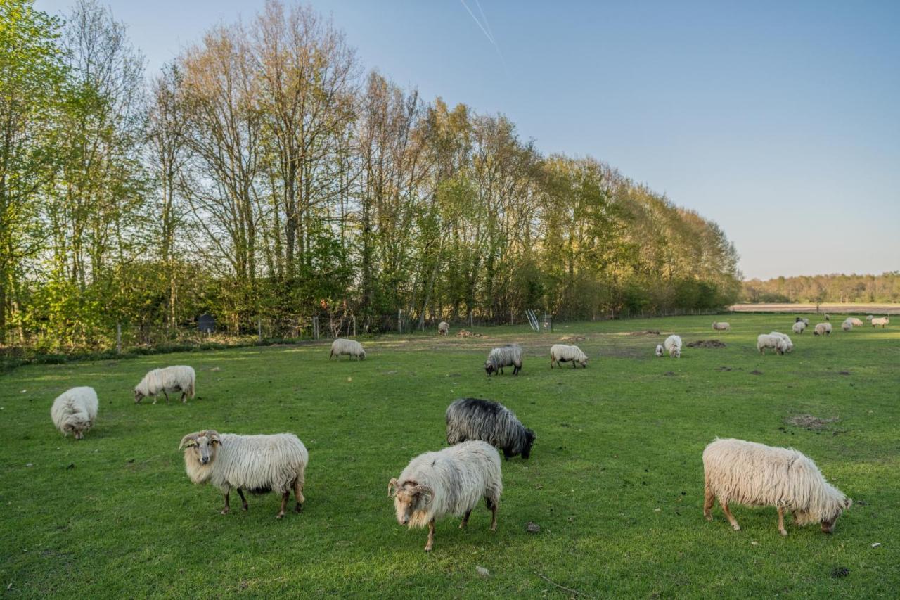 Pipowagen Elsebein Groningen Westerwolde Unieke Ligging Met Eigen Tuin En Vrij Uitzicht Over Veld Naar Natuurgebied Onstwedde Luaran gambar